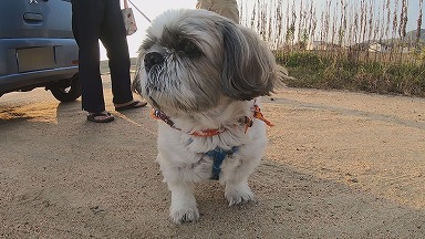 ｔｙｓ テレビ山口 11 犬の散歩
